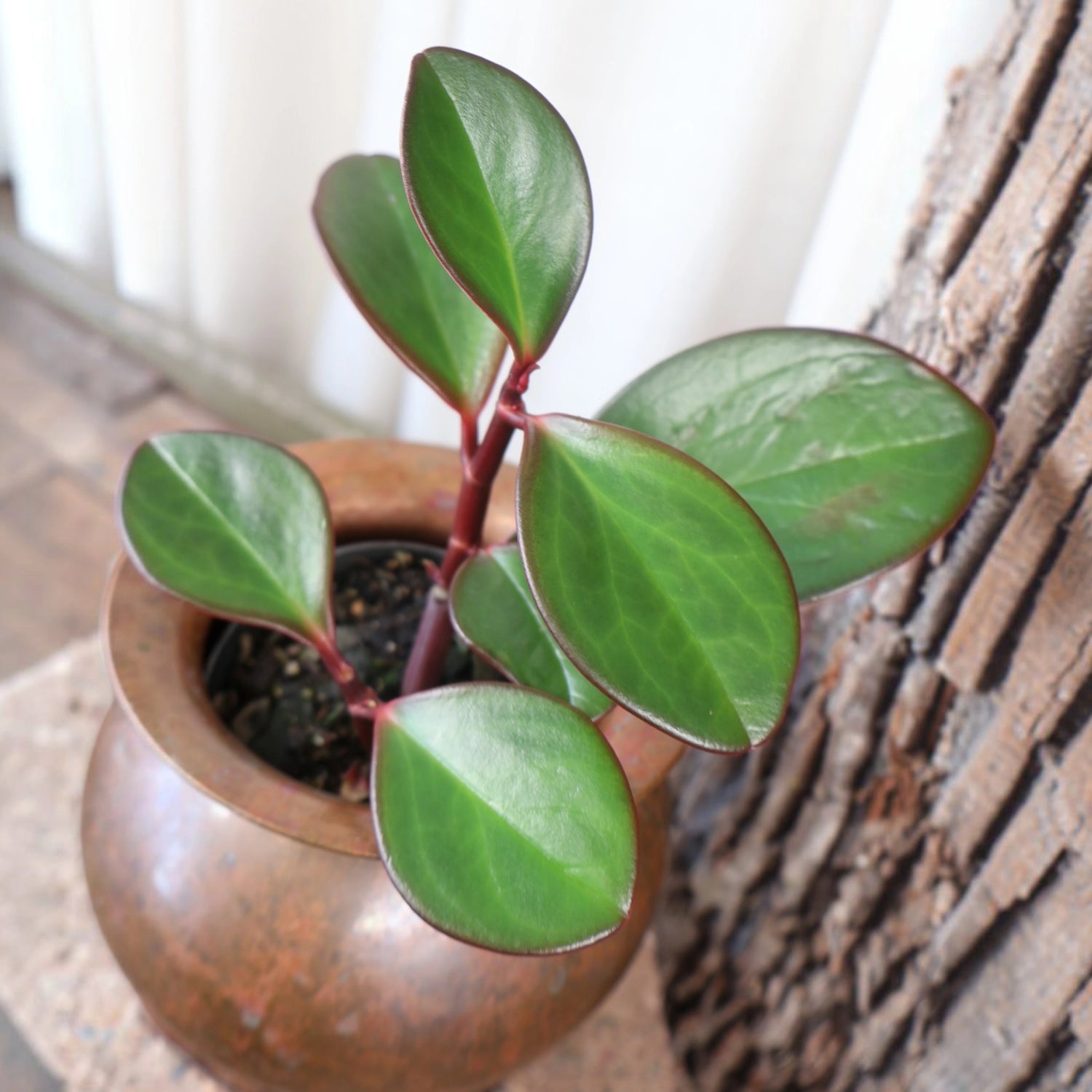 Peperomia Obtusifolia Red Edge - Baby Rubber Plant 70mm
