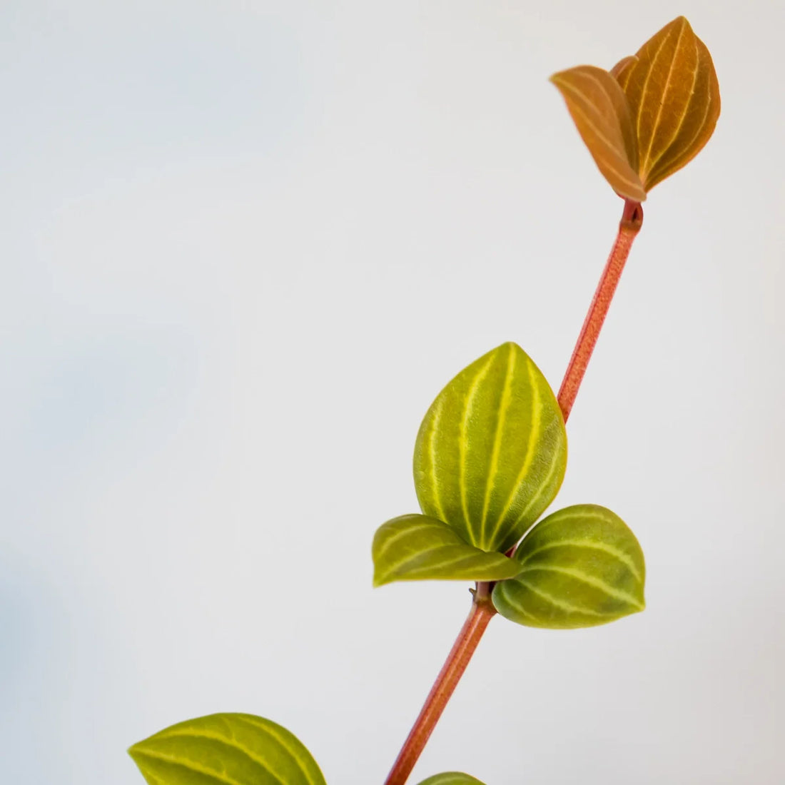 Peperomia Tetragona - Parallel Peperomia 70mm