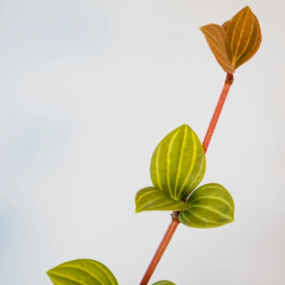 Peperomia Tetragona - Parallel Peperomia 70mm