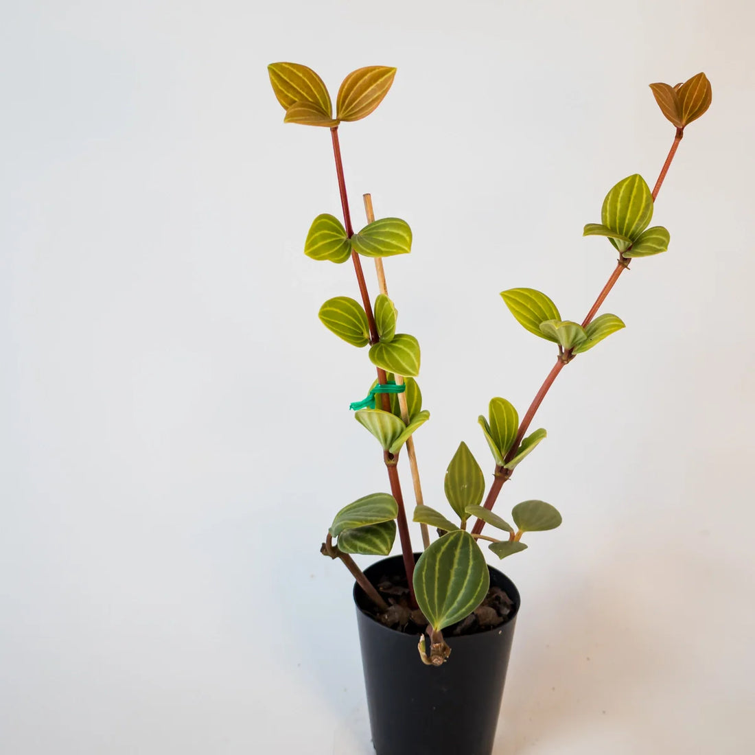 Peperomia Tetragona - Parallel Peperomia 70mm