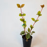 Peperomia Tetragona - Parallel Peperomia 70mm