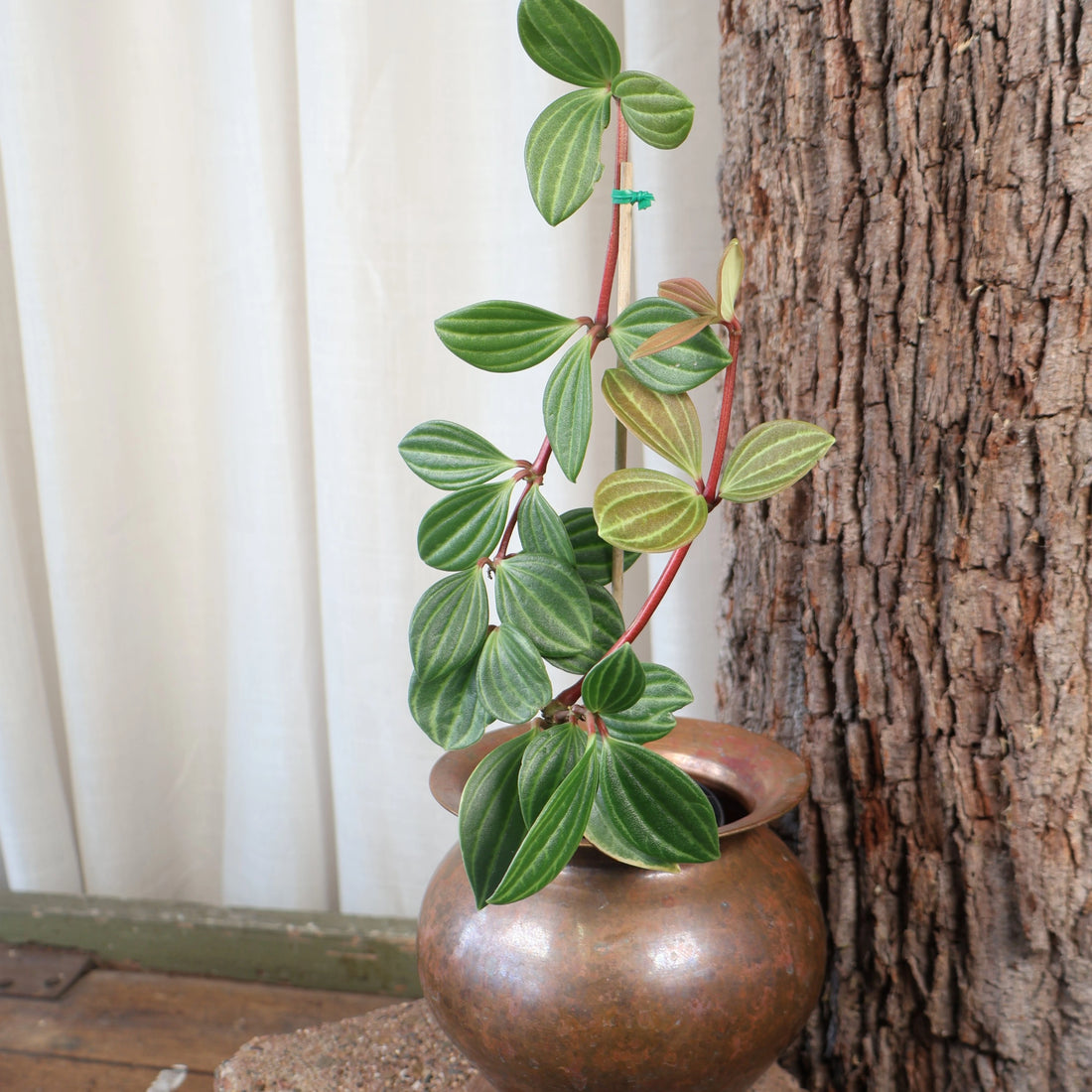 Peperomia Tetragona - Parallel Peperomia 70mm