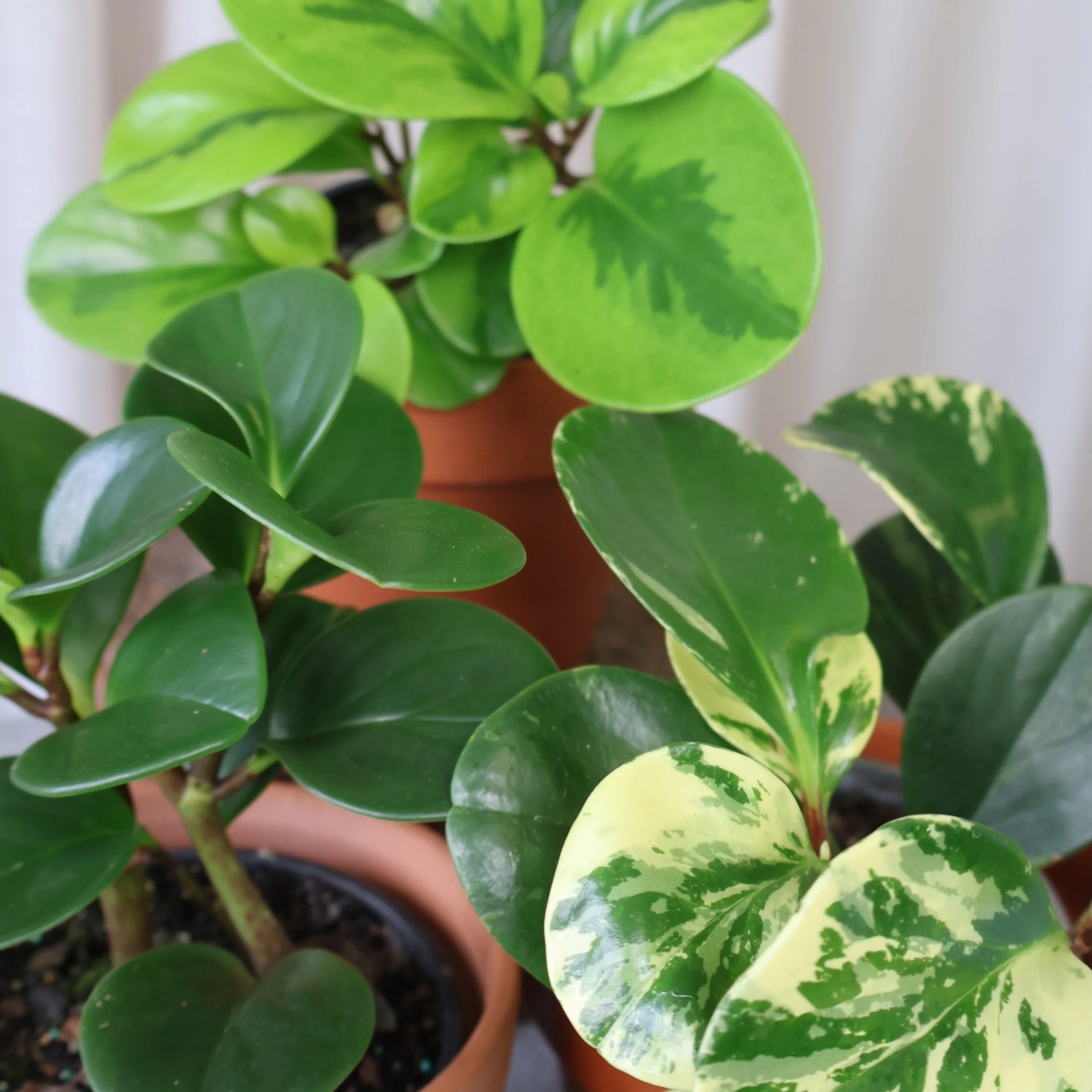 Peperomia Obtusifolia Marble 70mm