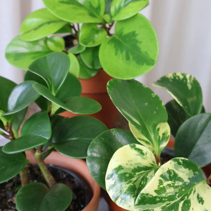 Peperomia Obtusifolia Marble 70mm