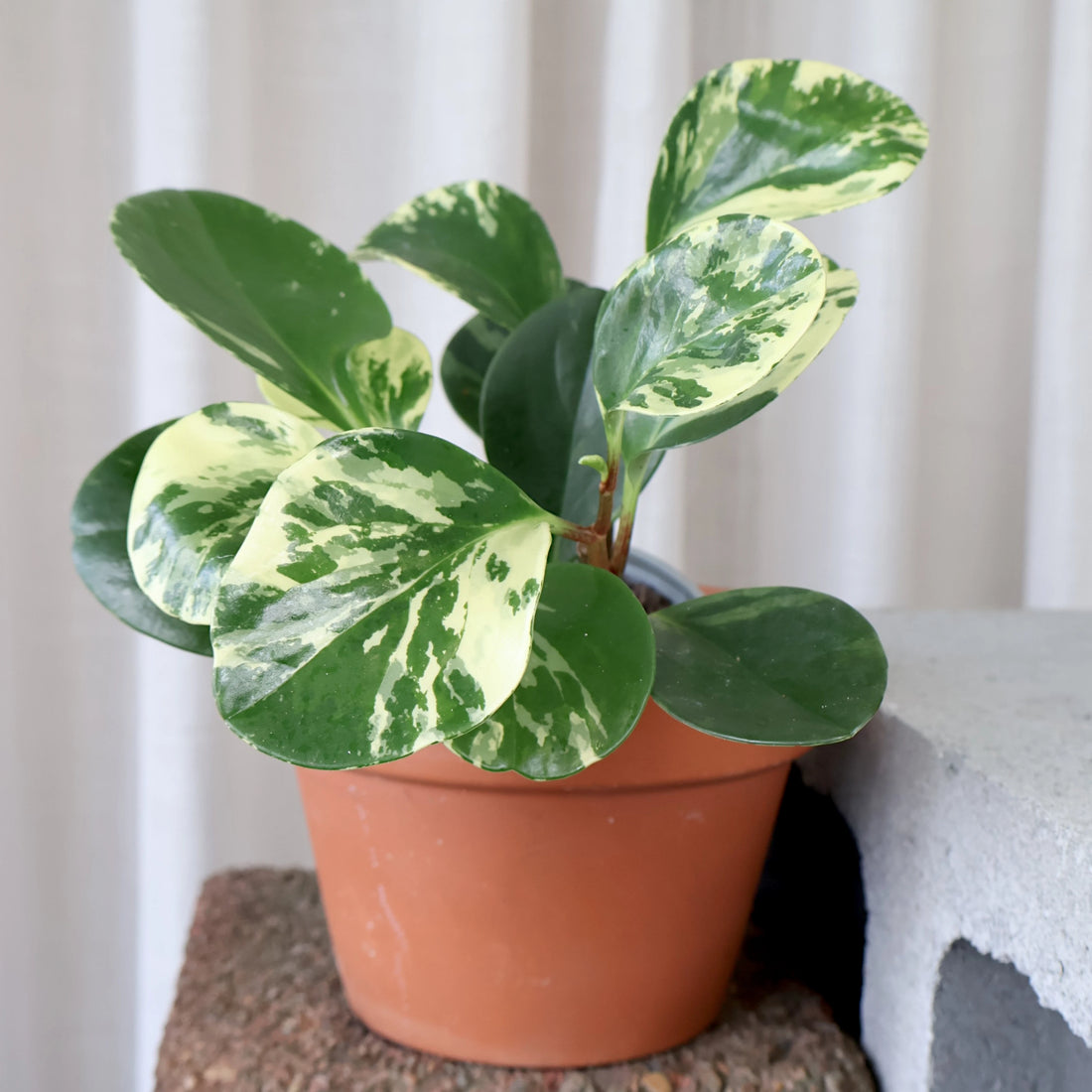 Peperomia Obtusifolia Marble 100mm