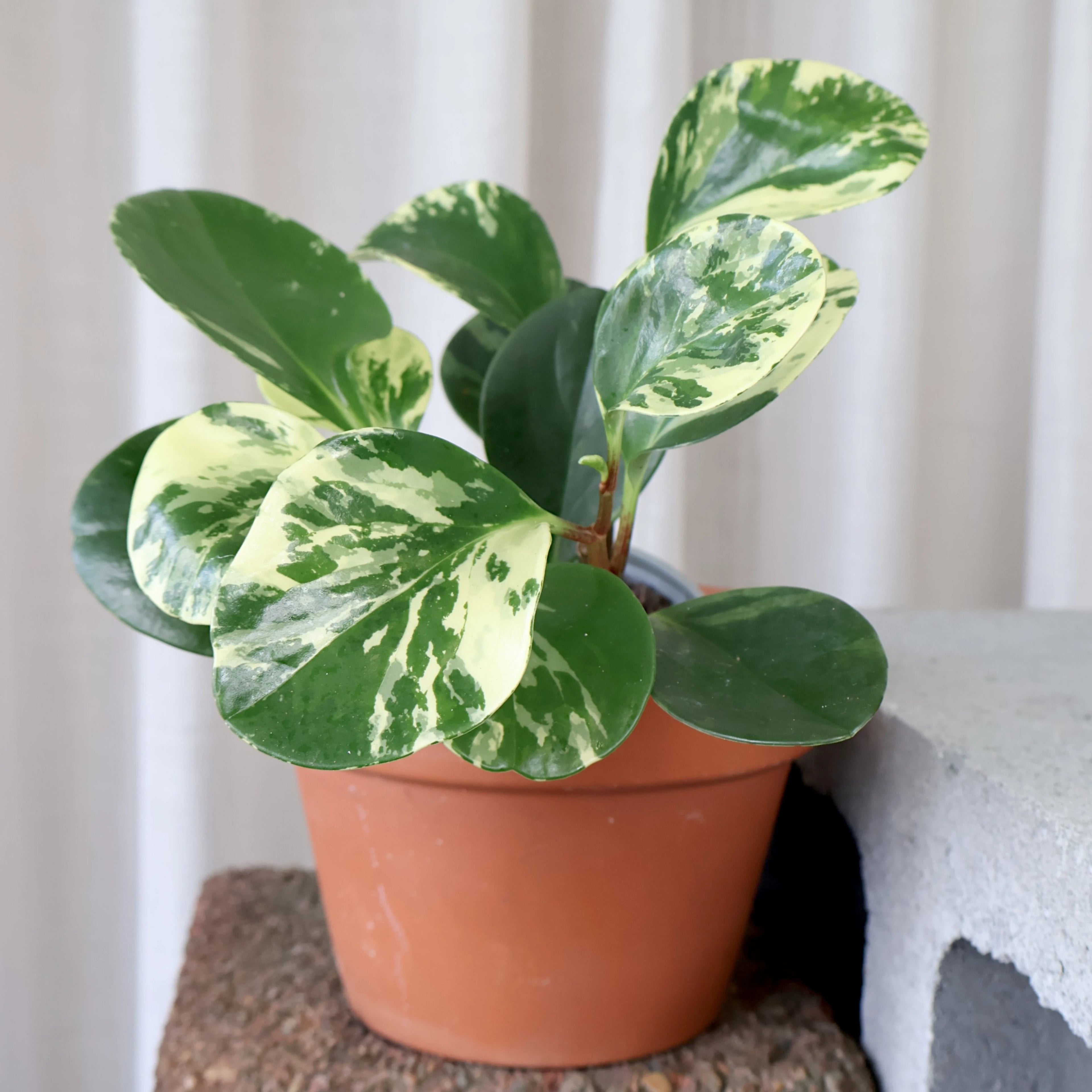 Peperomia Obtusifolia Marble 100mm