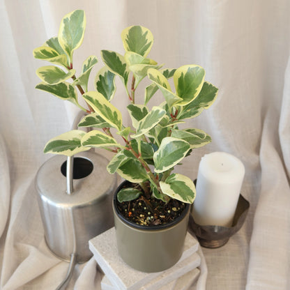 Peperomia Obtusifolia Variegata - Baby Rubber Plant 100mm