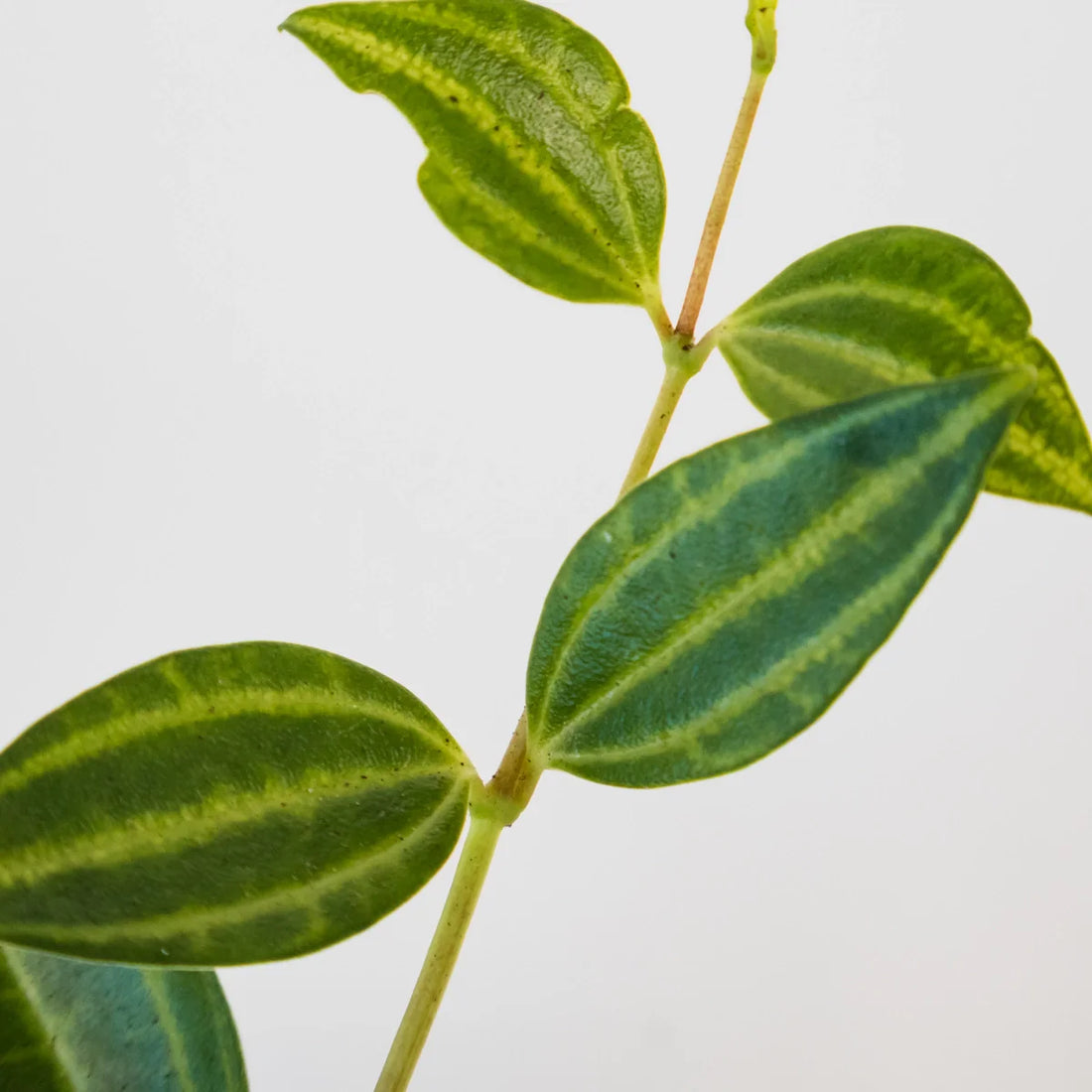 Peperomia puteolata Diamond 70mm