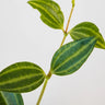 Peperomia puteolata Diamond 70mm