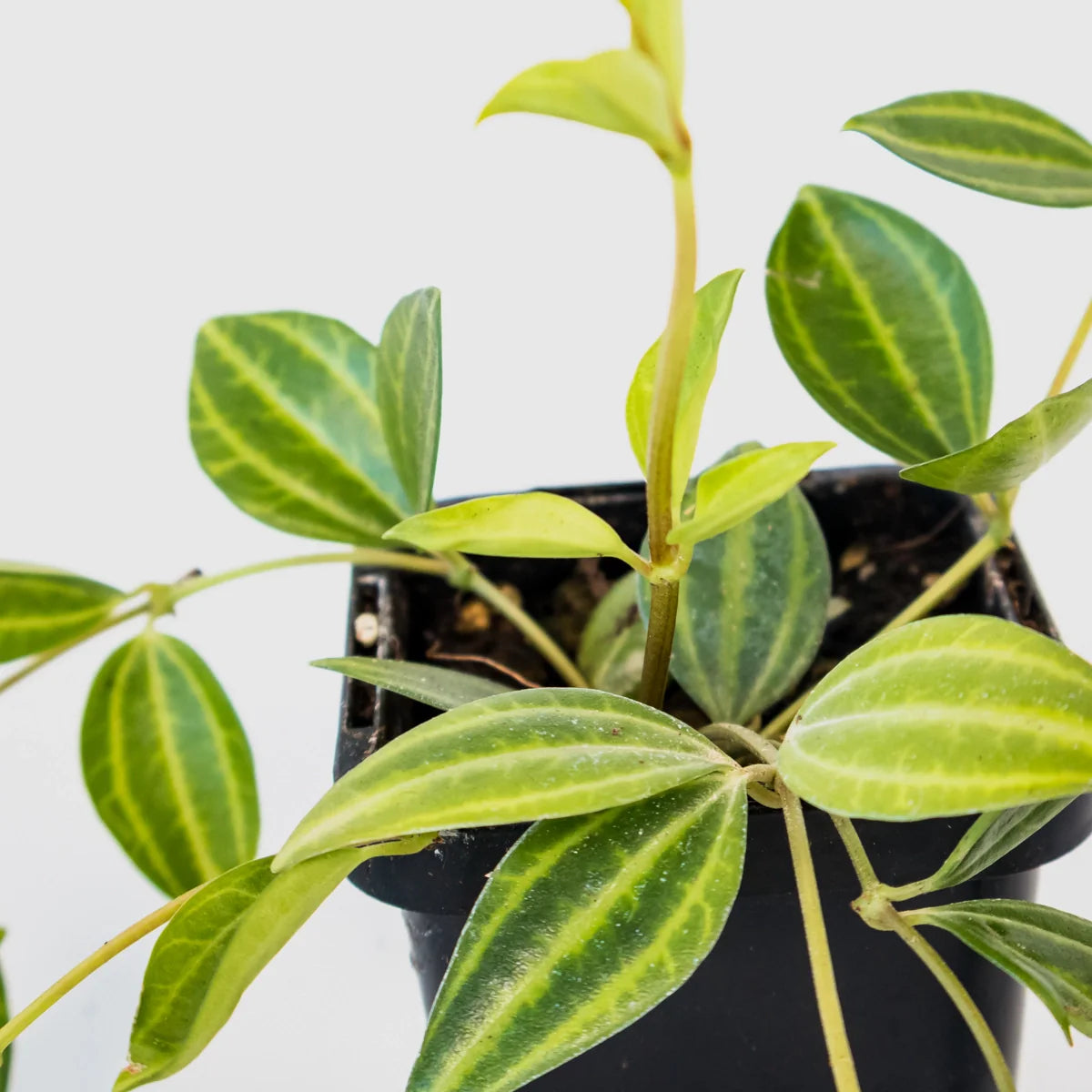 Peperomia puteolata Diamond 70mm