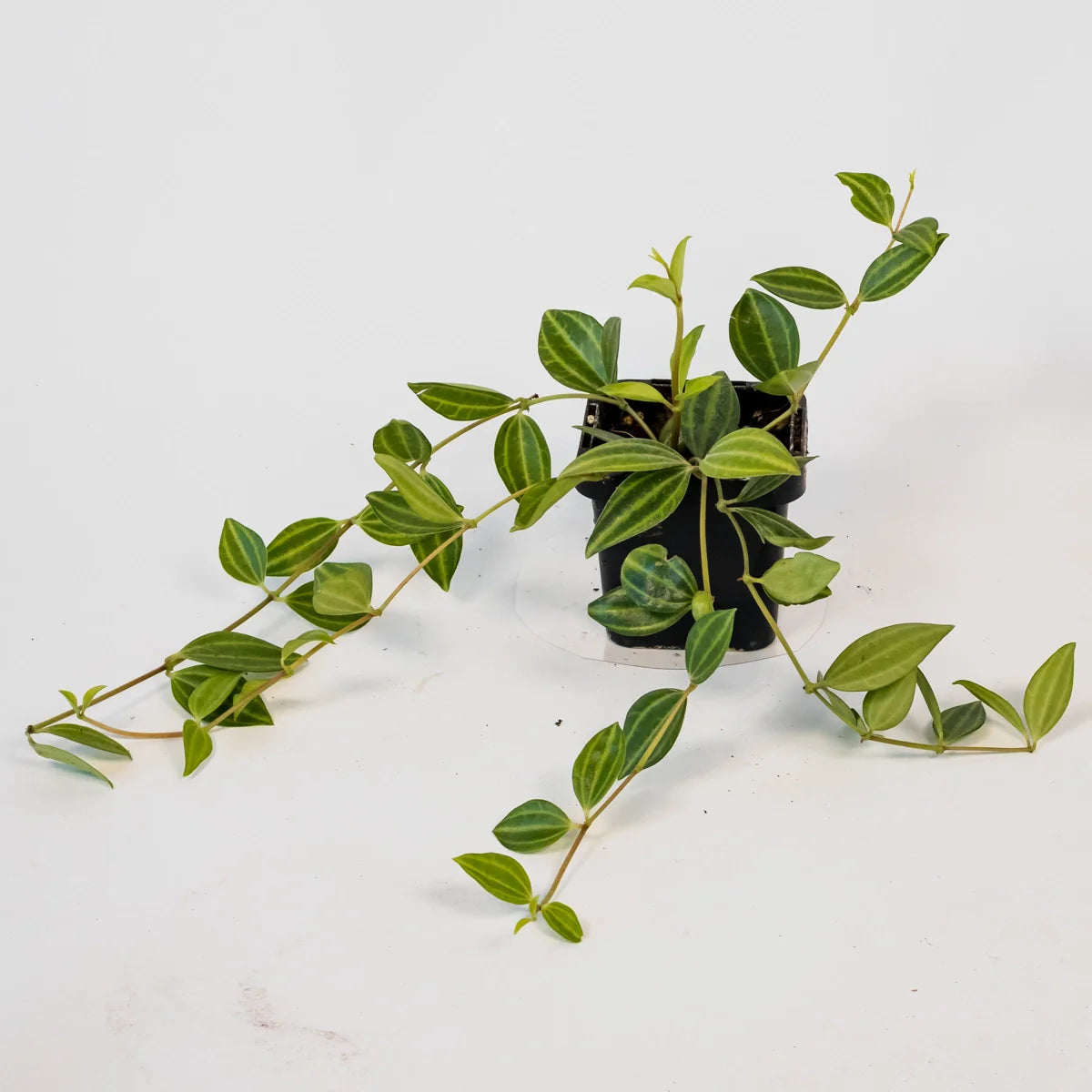 Peperomia puteolata Diamond 70mm