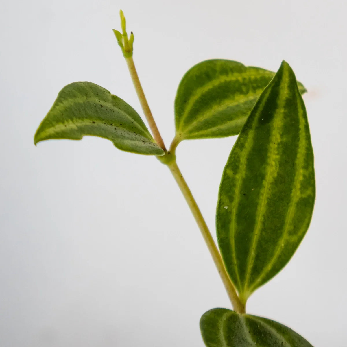 Peperomia puteolata Diamond 70mm