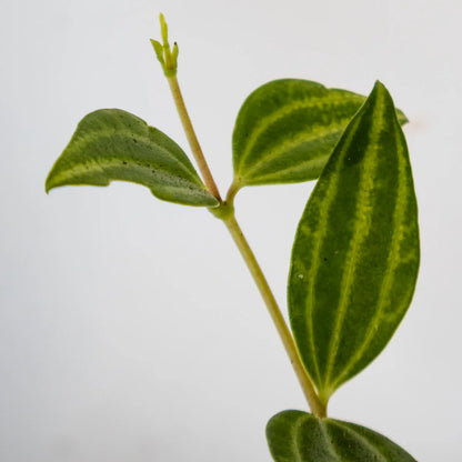 Peperomia puteolata Diamond 70mm