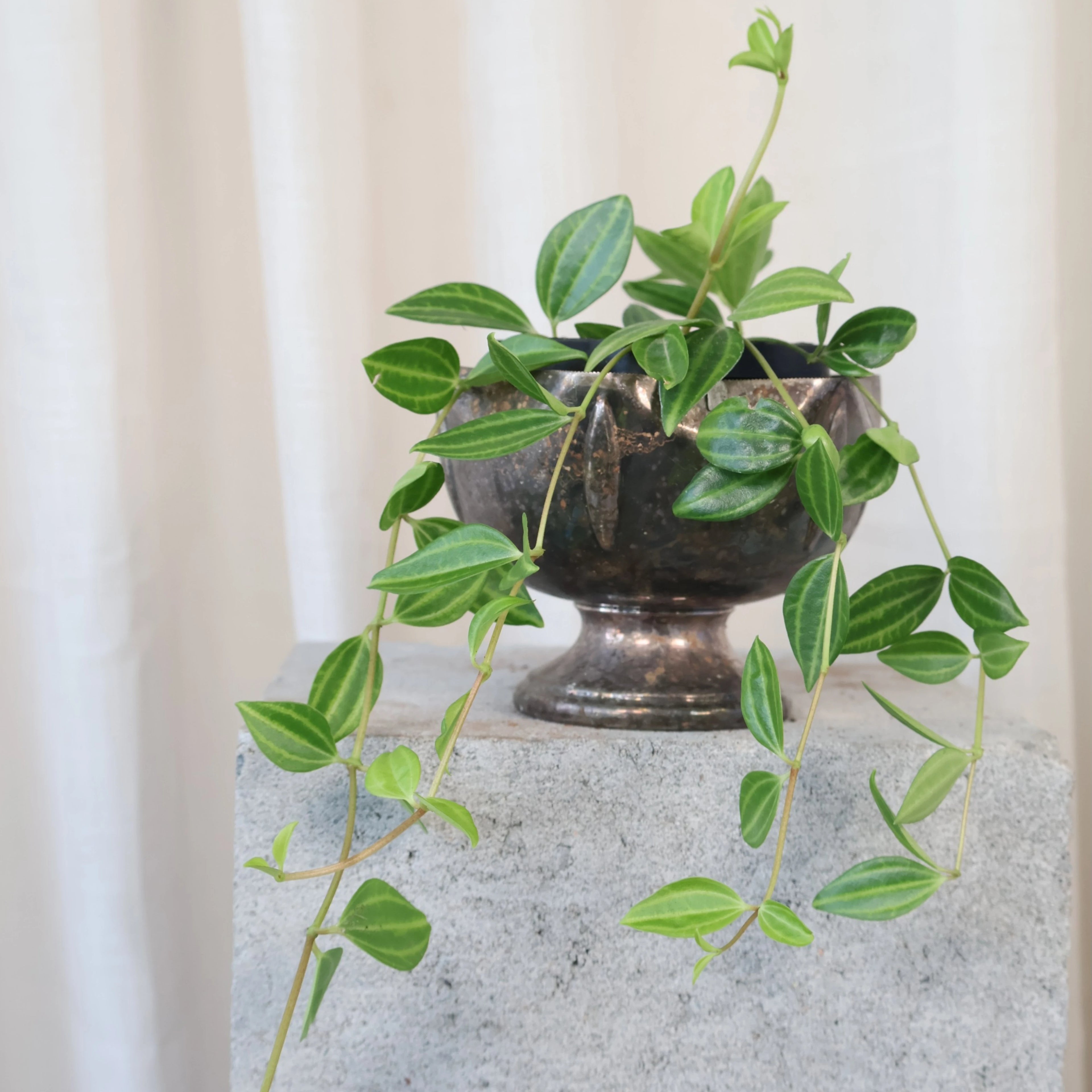 Peperomia Puteolata - Parallel Peperomia 120mm
