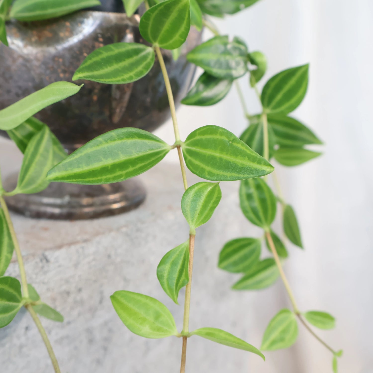 Peperomia puteolata Diamond 70mm