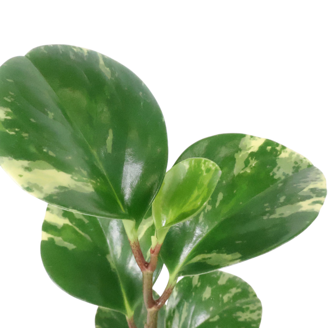 Peperomia Obtusifolia Marble 70mm