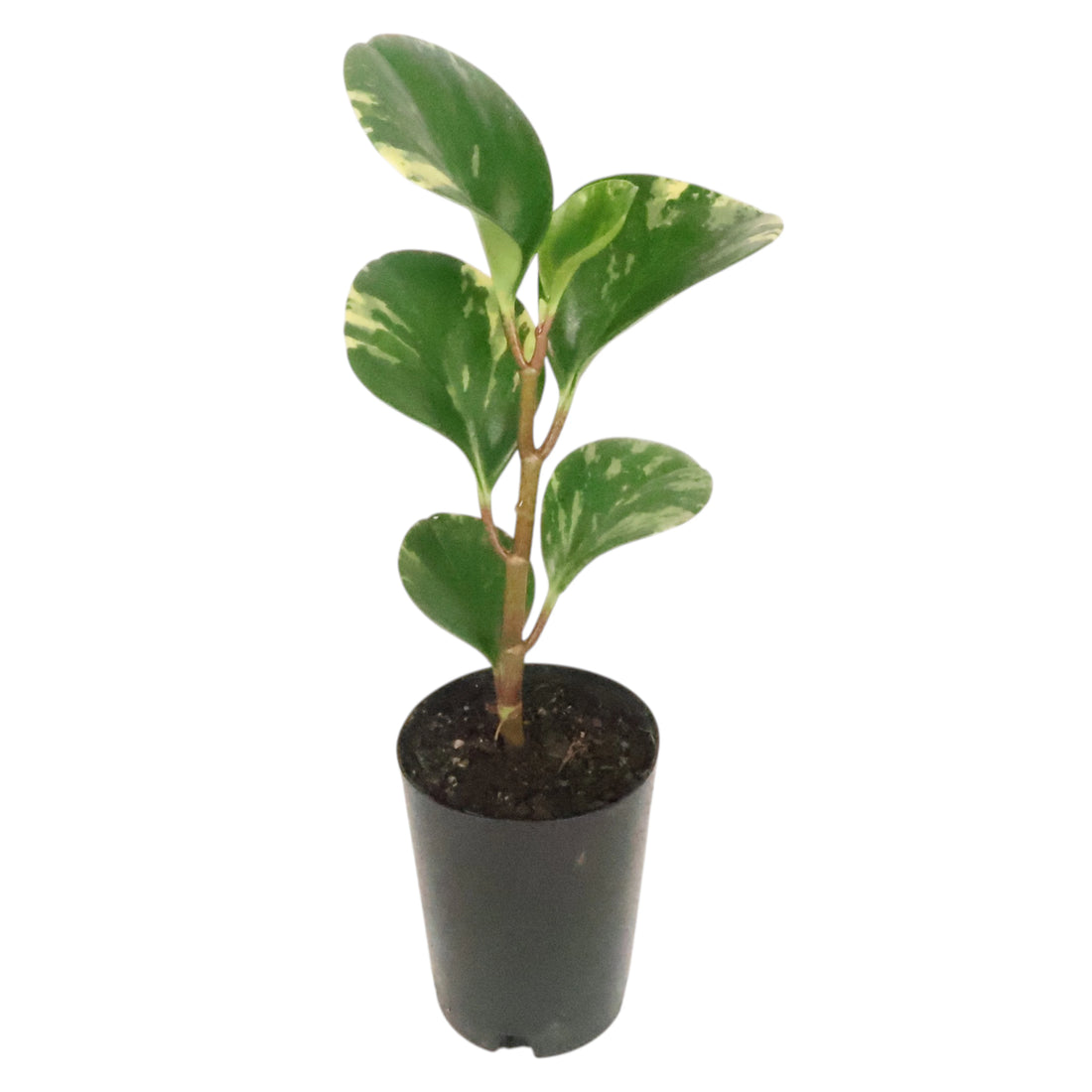 Peperomia Obtusifolia Marble 70mm