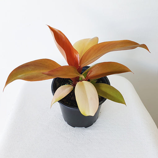 Philodendron Mccolley&