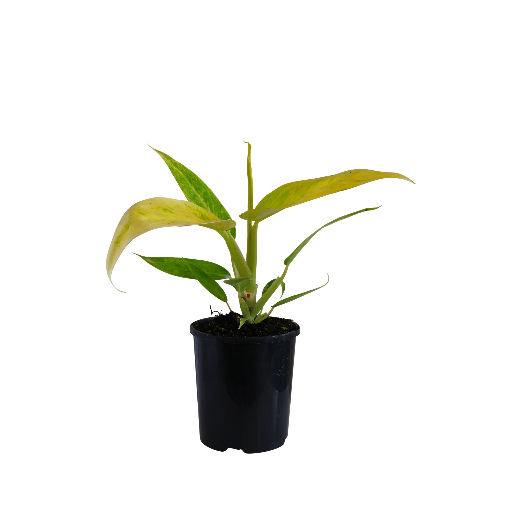 RARE - Philodendron Lemon Twist 125mm