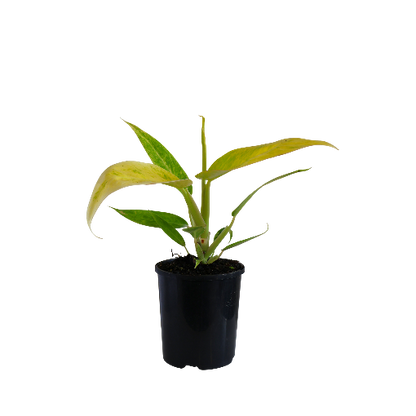 RARE - Philodendron Lemon Twist 125mm