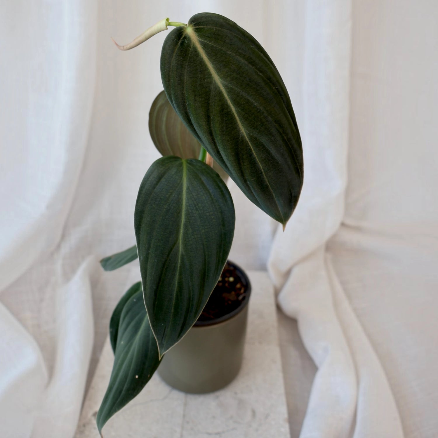Philodendron Gigas 120mm