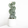 Philodendron Brandtianum 125mm