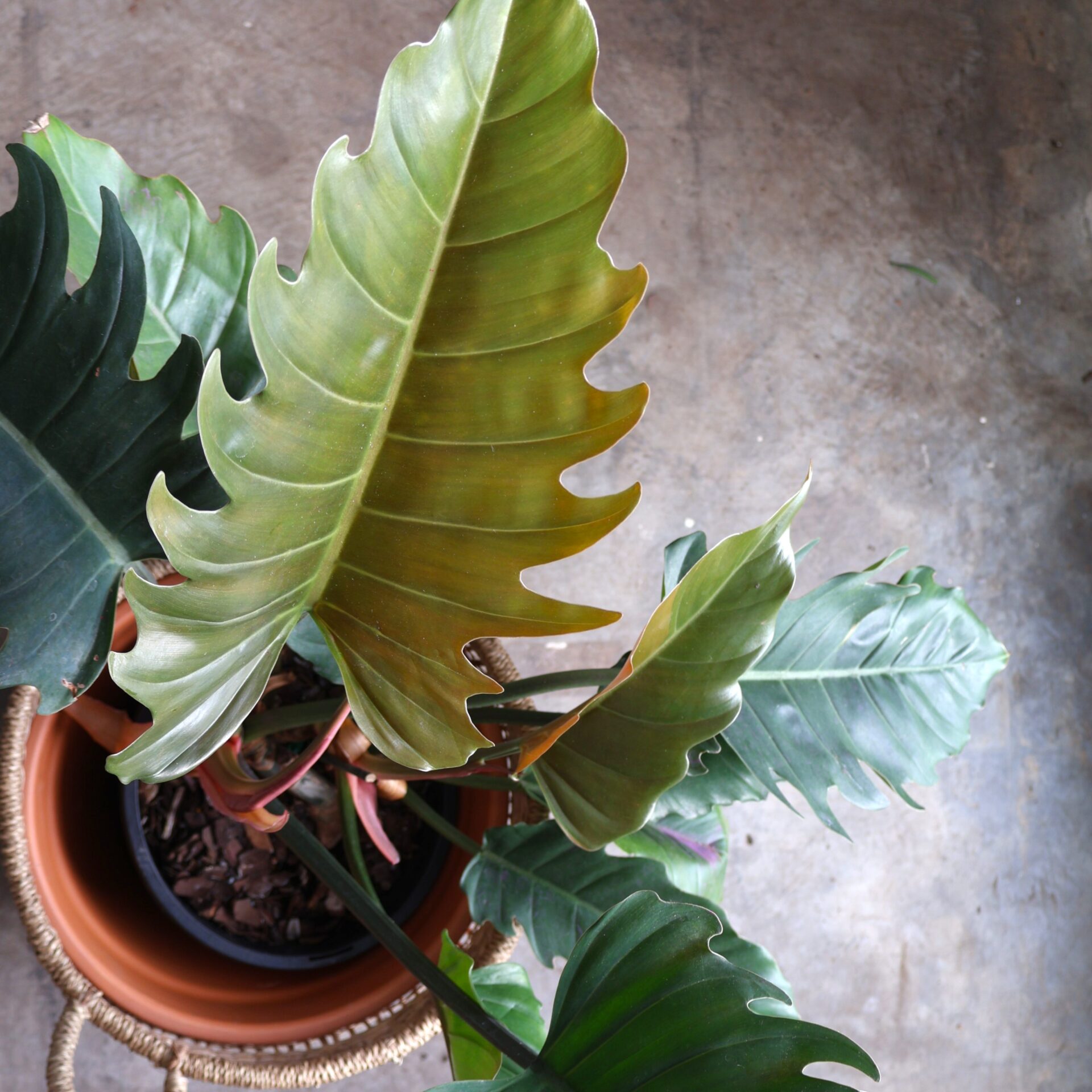 Philodendron Caramel Green 200mm - Rare