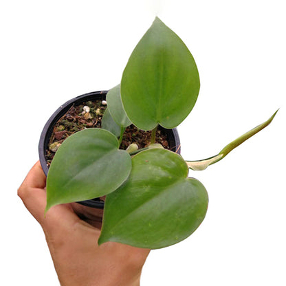 Philodendron Cordatum - Heart Leaf Philodendron 70mm