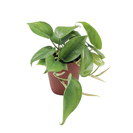 Philodendron Cordatum - Heart Leaf Philodendron Ladder 120mm