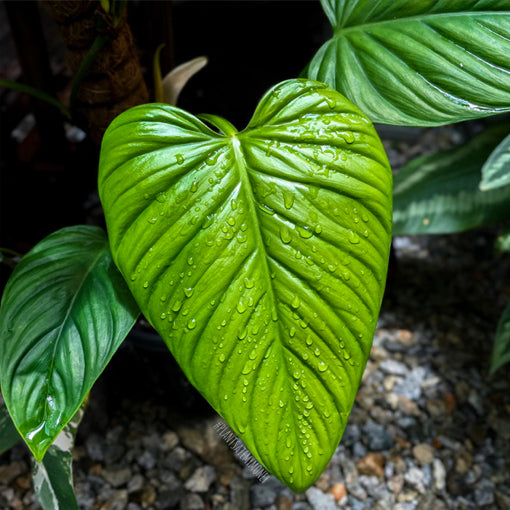 Philodendron Ernestii 100mm