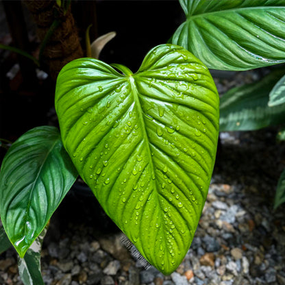 Philodendron Ernestii 100mm