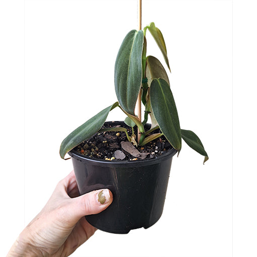Philodendron Gigas 120mm