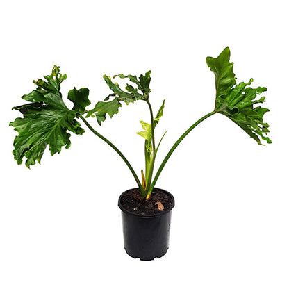 Philodendron Hope 200mm
