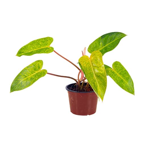 Philodendron Painted Lady 120mm