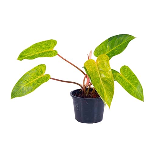 Philodendron Painted Lady 120mm
