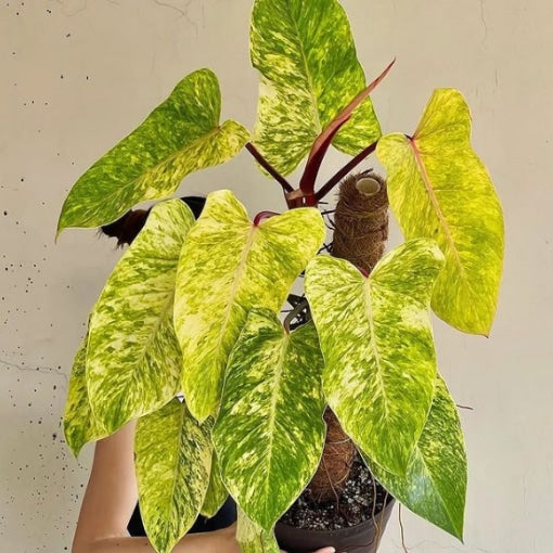 Philodendron Painted Lady 180mm - Big!