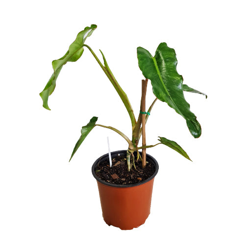 Philodendron Paraiso Verde 140mm