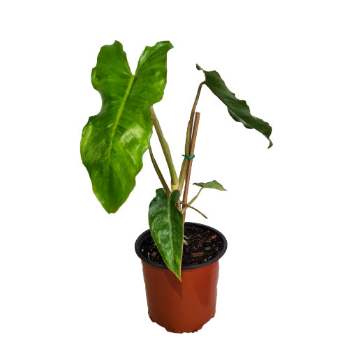 Philodendron Paraiso Verde 140mm