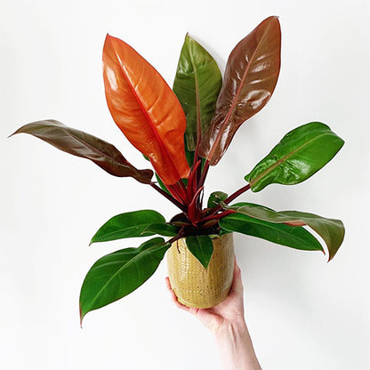 Philodendron Prince of Orange 70mm