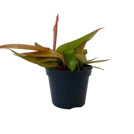 Philodendron Prince of Orange 70mm