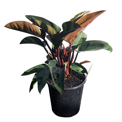 Philodendron Rojo Congo 250mm