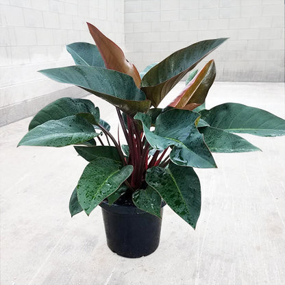 Philodendron Rojo Congo 250mm
