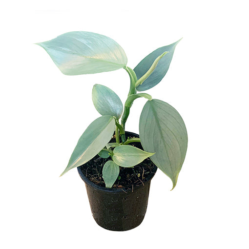 Philodendron Hastatum Silver Sword 120mm