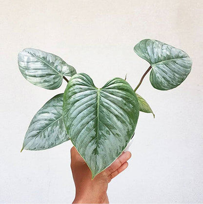 Philodendron Sodiroi 125mm