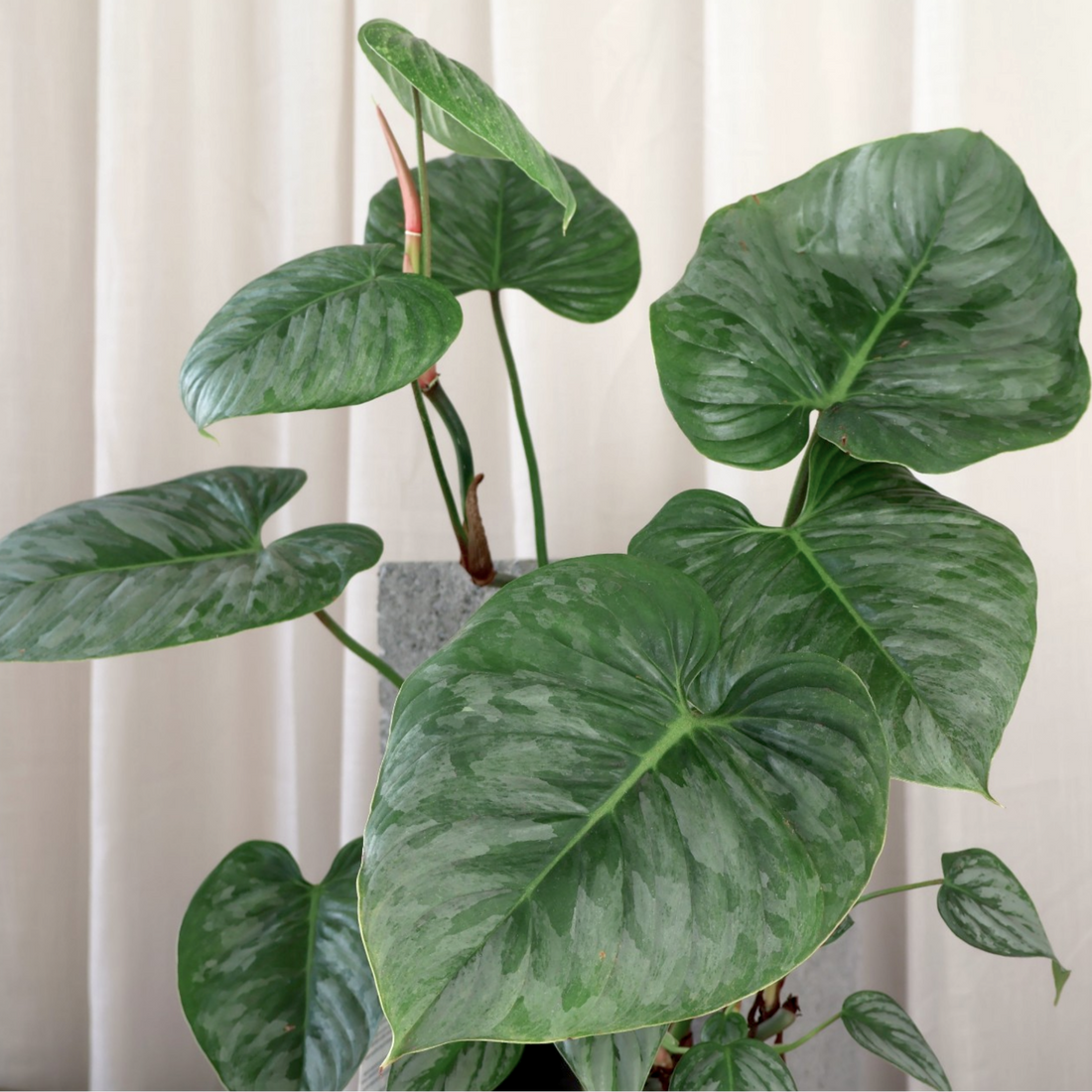 Philodendron Sodiroi 180mm