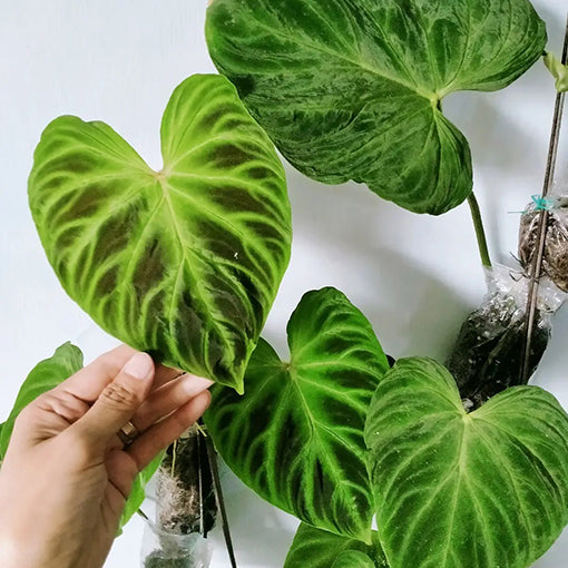 Philodendron Verrucosum 125mm