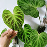 Philodendron Verrucosum 125mm