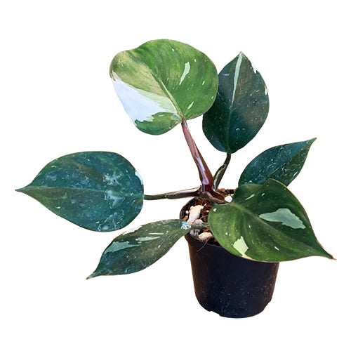 Philodendron White Knight 120mm