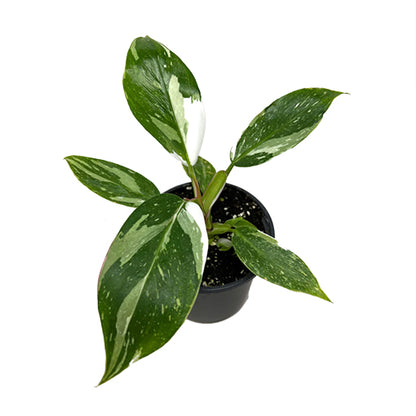 Philodendron Erubescens White Princess 120mm