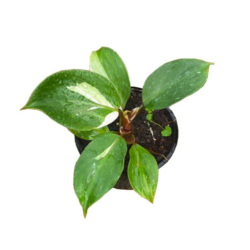 Philodendron White Wizard 120mm Variegated